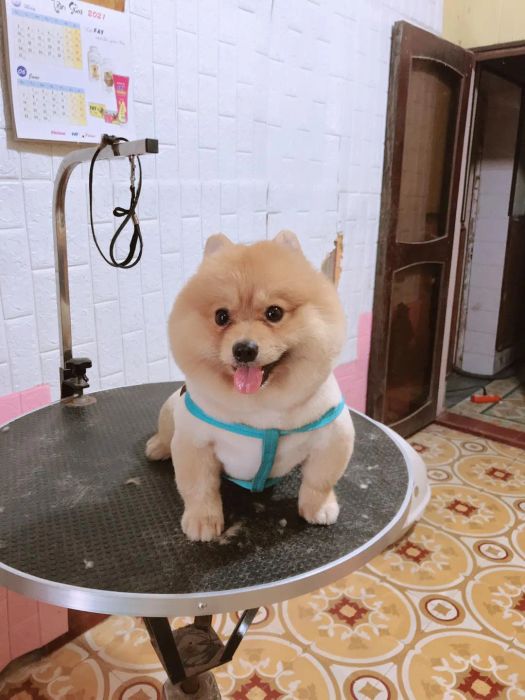 Phòng Khám Thú Y LUCKY PET - Hình ảnh 2