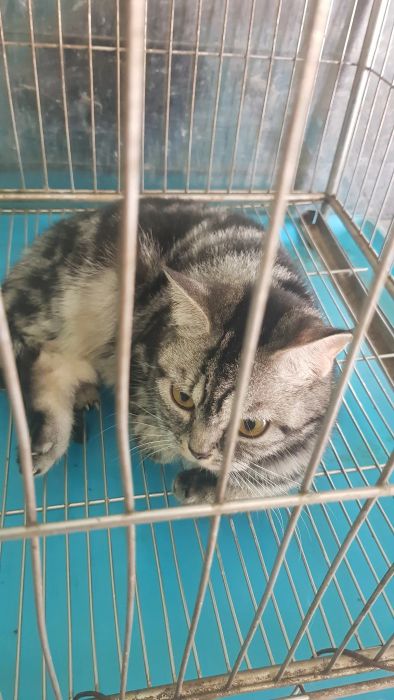 Phòng Khám Thú Y Funny Pet - Hình ảnh 2