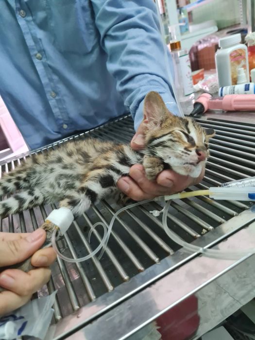 Phòng Khám Thú Y Funny Pet - Hình ảnh 1