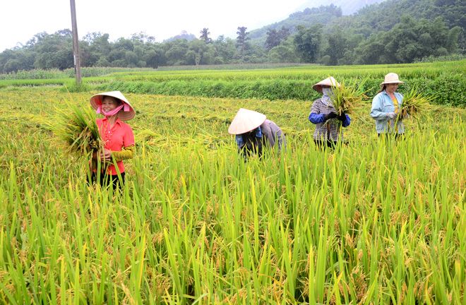 Hình ảnh minh họa chân thực (Nguồn: Internet)