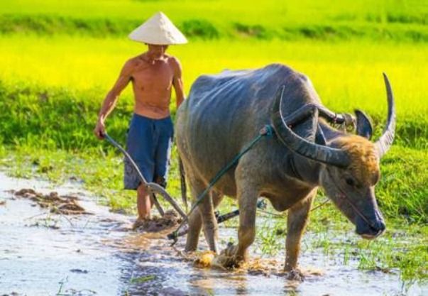 Hình ảnh minh họa chân thực (Nguồn: Internet)
