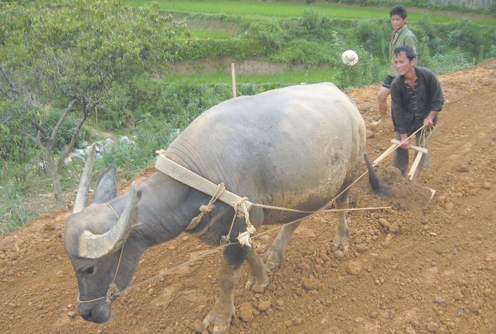 Hình ảnh minh họa chân thực: Người nông dân và con trâu cày ruộng (Nguồn: Internet)