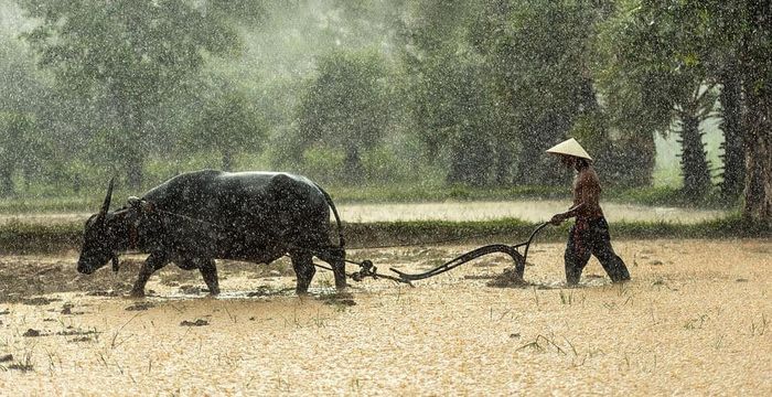 Hình ảnh minh họa chân thực (Nguồn: Internet)