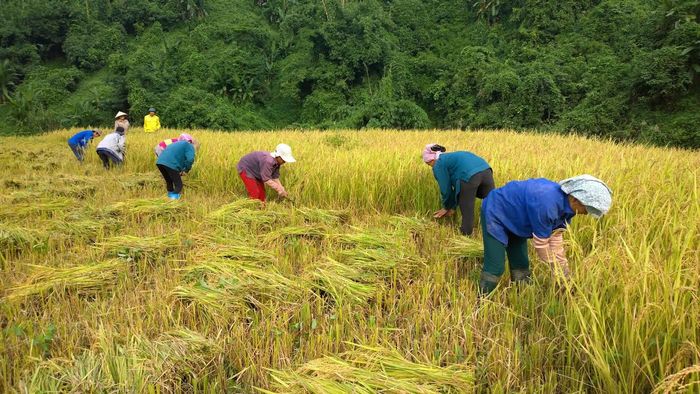 Hình ảnh minh họa chân thực: Cánh đồng mùa gặt (Nguồn: Internet)