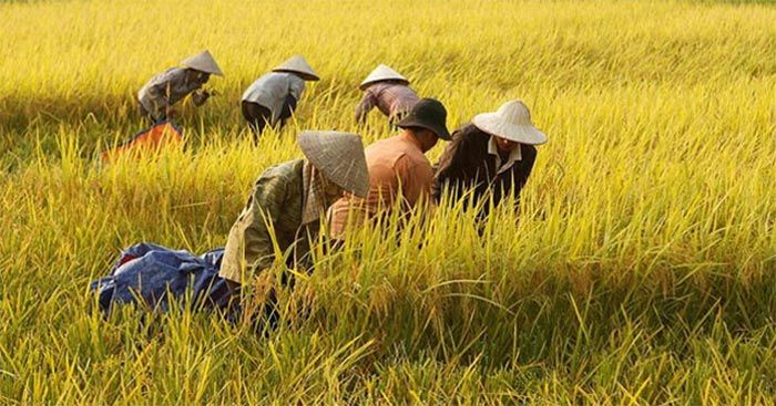 Hình ảnh minh họa chân thực: Cảnh làm việc đồng áng (Nguồn: Internet)