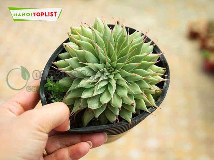 cay-canh-online-dia-chi-sen-da-ha-dong-noi-tieng-Mytour