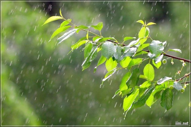 Hình ảnh minh họa: Hồ Gươm trong mưa xuân (Nguồn: internet)