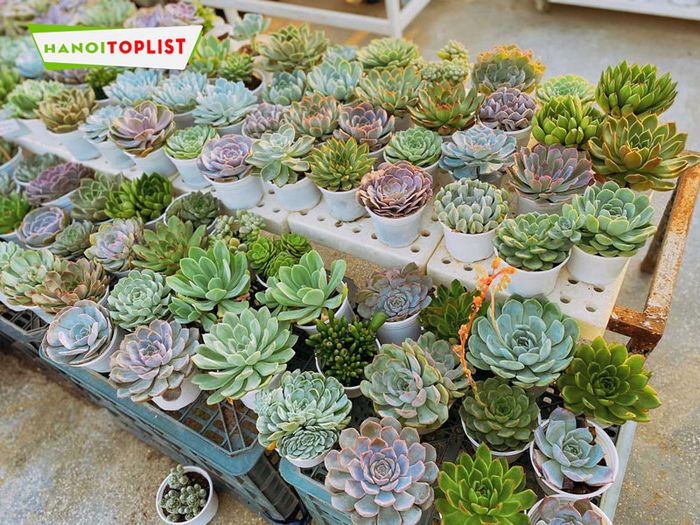 big-garden-dia-chi-mua-sen-da-ha-dong-uy-tin-chat-luong-Mytour