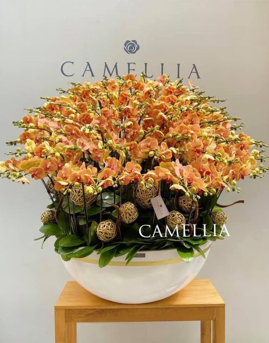 Bộ sưu tập hoa nhập khẩu cao cấp tại Camellia Flower Shop - Ảnh 1