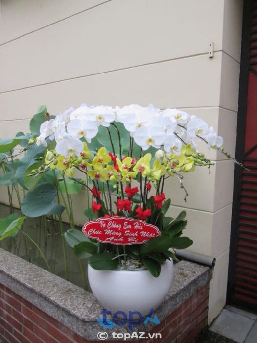 Cỏ Xuân - Tinh hoa từ những cánh hoa