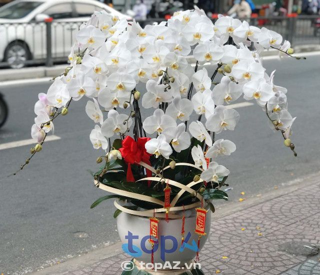 Violet on Wednesday - Nơi kết tinh vẻ đẹp lan hồ điệp
