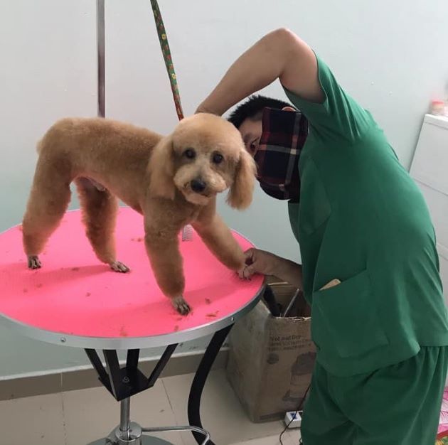 Phòng Khám Thú Y Pet Củ Chi - Chăm sóc thú cưng chuẩn y khoa