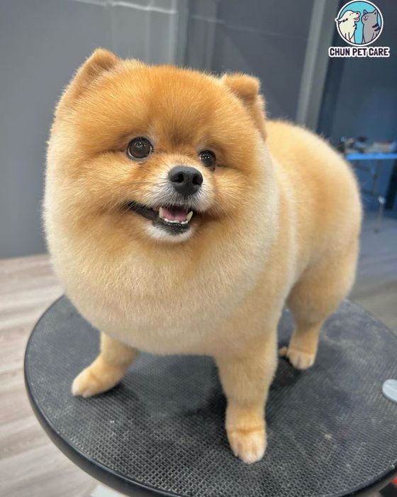 Chun Pet Care - Đồng hành cùng nét đẹp thú cưng