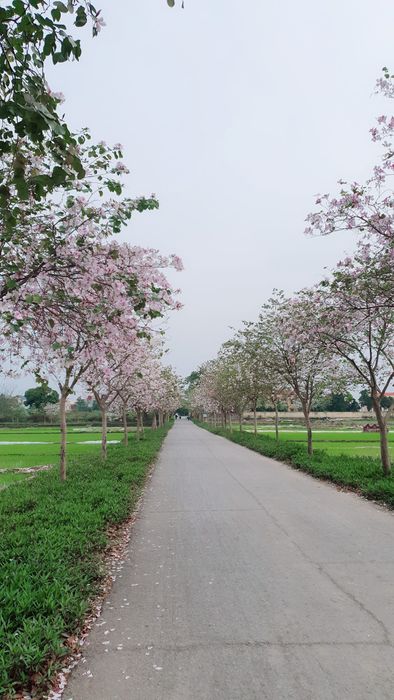 Con đường từ UB xã Phú Cường về thôn Thụy Hương hình 2