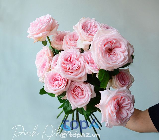 Iris Florist Hà Nội