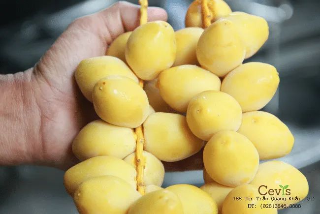 Cevis tự hào góp mặt trong top những nhà cung cấp trái cây nhập khẩu đạt tiêu chuẩn vàng tại TP.HCM