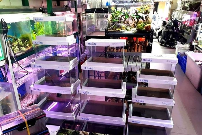 Địa chỉ uy tín bán bể cá cảnh giá rẻ chất lượng tại TPHCM.