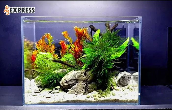 kinh-nghiem-mua-be-ca-kin-aqua-35express