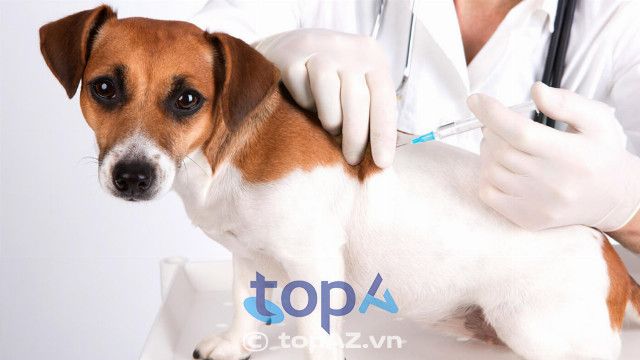 Phòng Khám Thú Y Xíu Pet - Địa chỉ vàng cho sức khỏe thú cưng tại Bình Dương