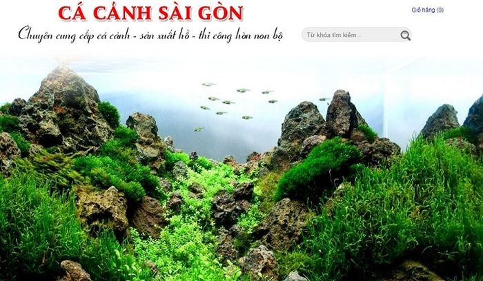 Địa chỉ bán bể cá cảnh giá rẻ uy tín chất lượng nhất tại TPHCM
