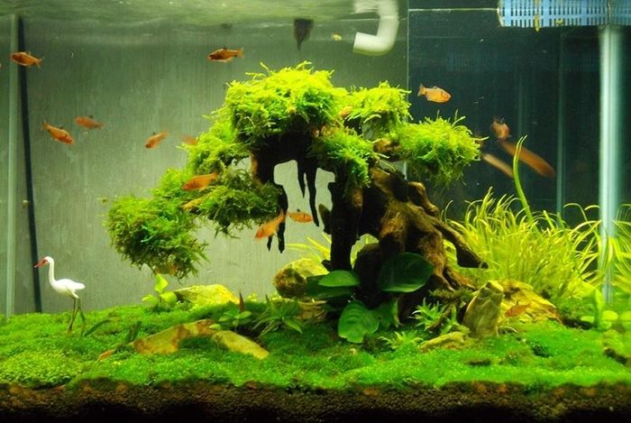 Cửa hàng bán bể cá cảnh uy tín và chất lượng nhất tại TPHCM, với cam kết về giá trị và sự đa dạng trong các sản phẩm bể cá.