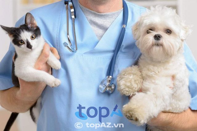 Pet World - Địa chỉ vàng cho sức khỏe thú cưng tại Bình Dương