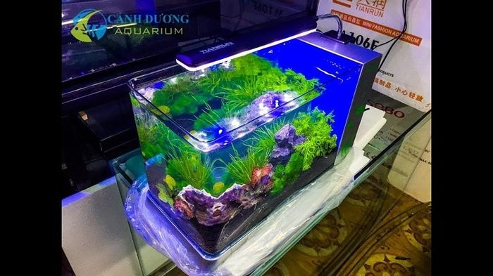 Cửa hàng bể cá cảnh uy tín và chất lượng nhất tại TPHCM, đảm bảo giá rẻ và dịch vụ tận tình.