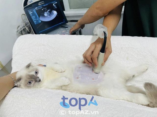 Phòng Khám Thú Y Ti Pi - Nơi gửi trọn niềm tin yêu thú cưng