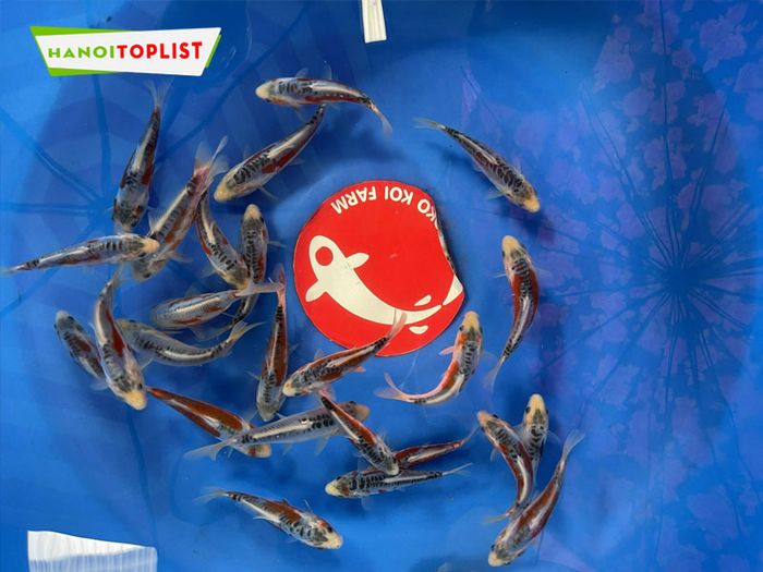 yoko-koi-farm-phong-cach-nhat-ban-Mytour