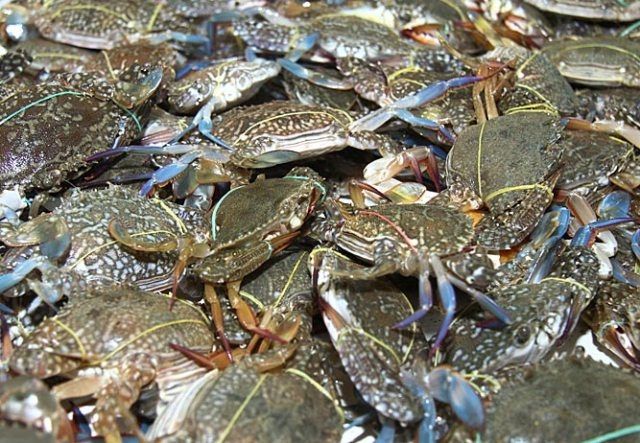 Hải Sản Vân Đồn 399 - Hình Ảnh 1