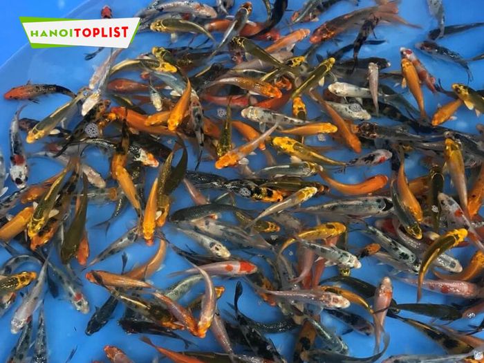 as-koi-farm-ca-koi-nhat-thuan-chung-Mytour