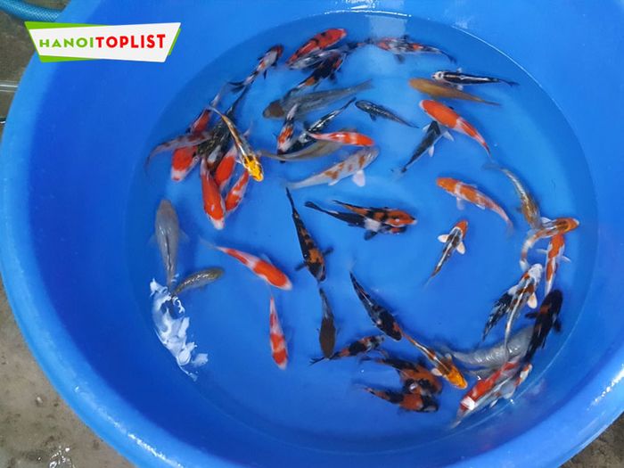 thai-hoa-koi-farm-dia-chi-uy-tin-Mytour
