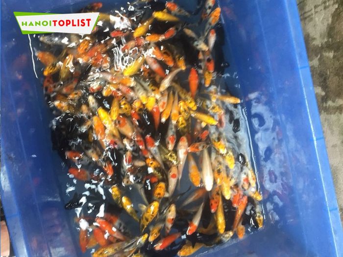 kanokoi-dia-chi-ban-ca-koi-bot-ha-noi-chat-luong-Mytour