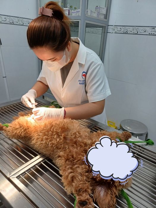 Hình ảnh Bệnh viện thú y Nhật Anh