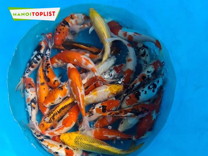 jpkoi-dia-chi-uy-tin-ca-koi-nhat-ban-Mytour