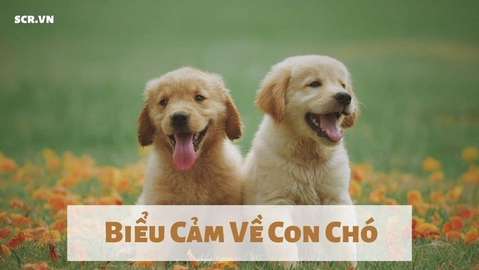 Hình ảnh minh họa số 1 - Nguồn tham khảo từ kho tư liệu trực tuyến