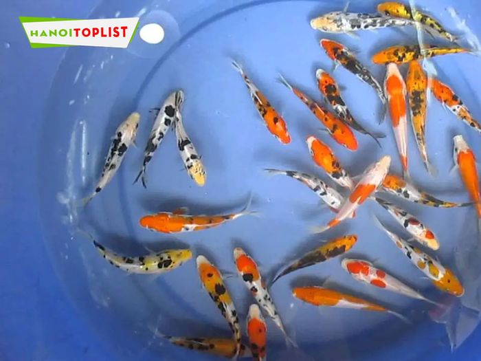 subin-koi-farm-dia-chi-danh-cho-dan-choi-ca-Mytour