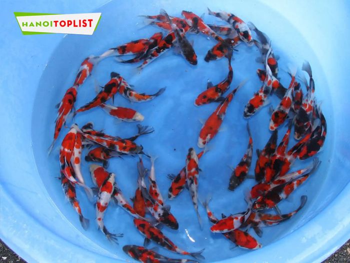sieu-thi-ca-koi-dia-chi-uy-tin-cho-nguoi-moi-choi-Mytour