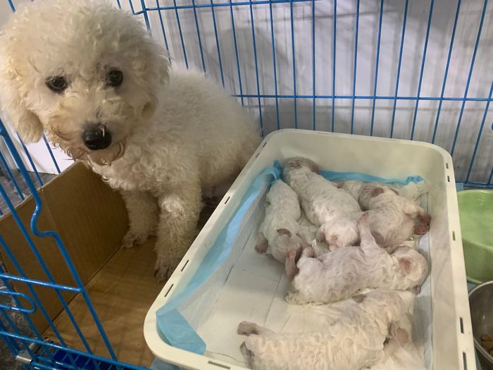 Hình ảnh Phòng khám Thú Y Pet Care Bến Tre 2