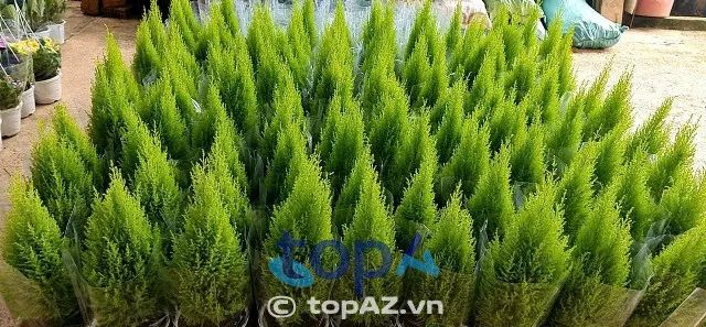 Cây Cảnh Làng Hoa – Nét xanh giữa lòng đô thị