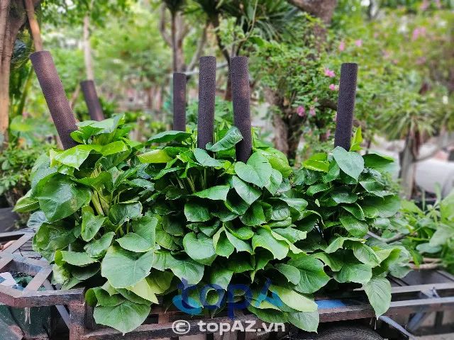 đơn vị cây xanh uy tín tại TPHCM