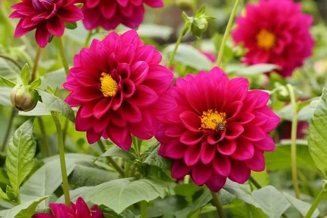 Cung Cấp Hạt Giống tự hào là một trong 5 địa chỉ vàng cung cấp hạt giống hoa chất lượng nhất TP.HCM