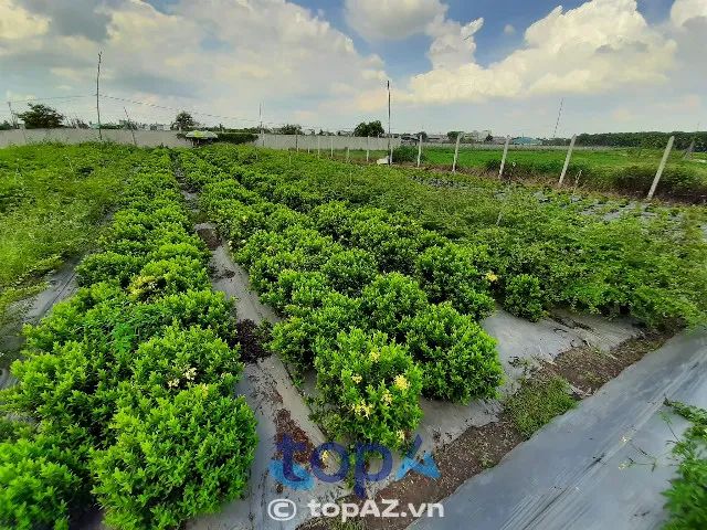 Đơn vị cung cấp dịch vụ cây xanh chuyên nghiệp hàng đầu tại TP.HCM