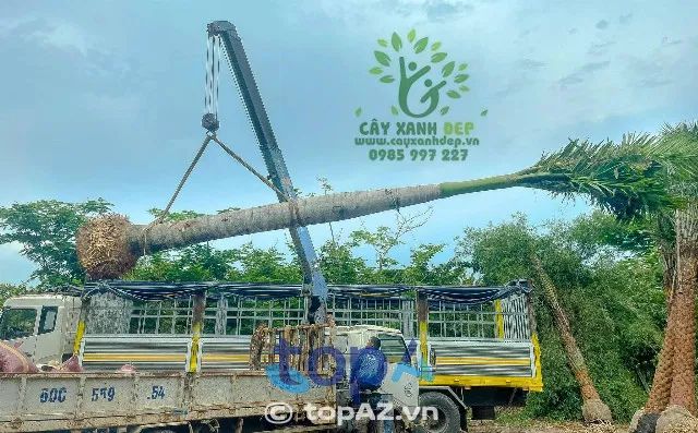 Công ty TNHH MTV Cây Xanh Đẹp – Nơi gửi gắm sự tin tưởng cho mọi dự án cây xanh.