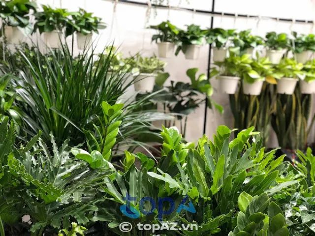 Đơn vị chuyên cung cấp dịch vụ cây xanh uy tín tại TP.HCM