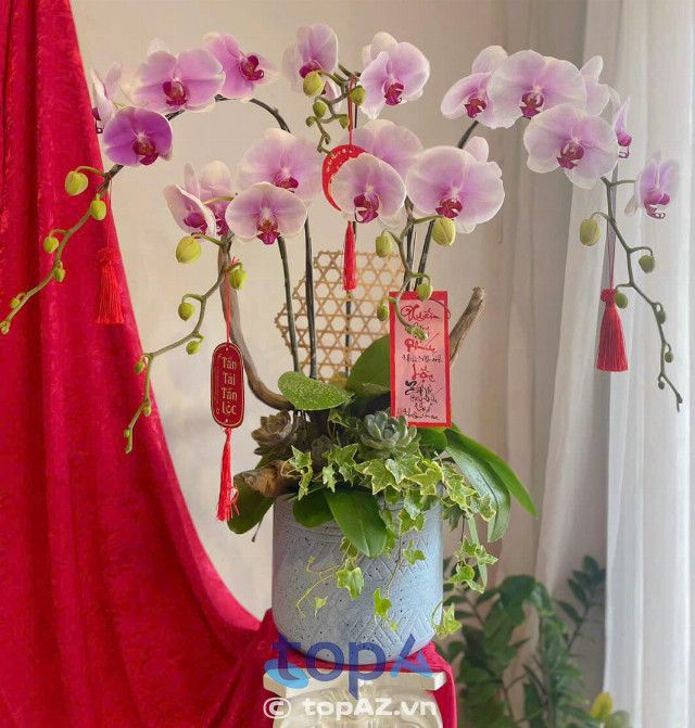 Địa chỉ mua lan hồ điệp đẹp tại Tân Bình