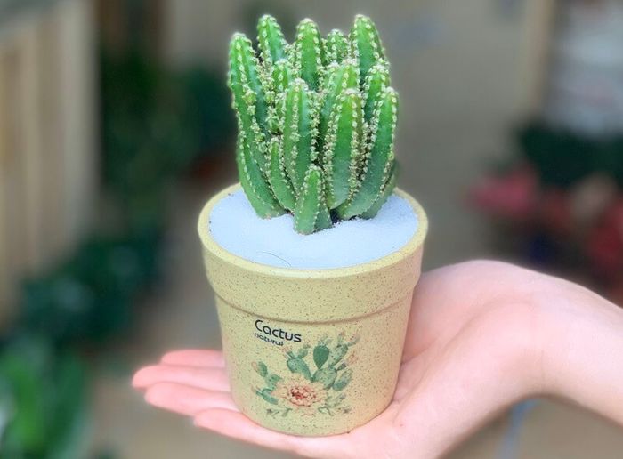 Tuyệt Tác Thiên Nhiên: Xương Rồng Thanh Sơn Giữa Ánh Hoàng Hôn