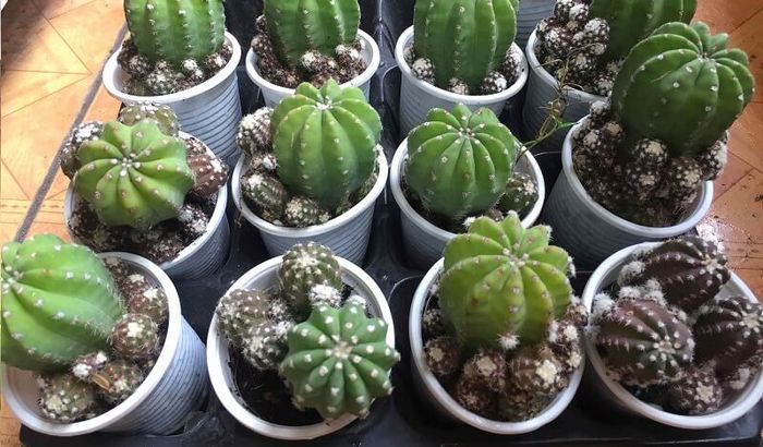 Khoảnh khắc ấm áp: Xương Rồng Echino sum vầy dưới nắng