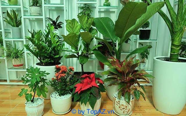 Địa chỉ cung cấp cây cảnh uy tín tại TPHCM