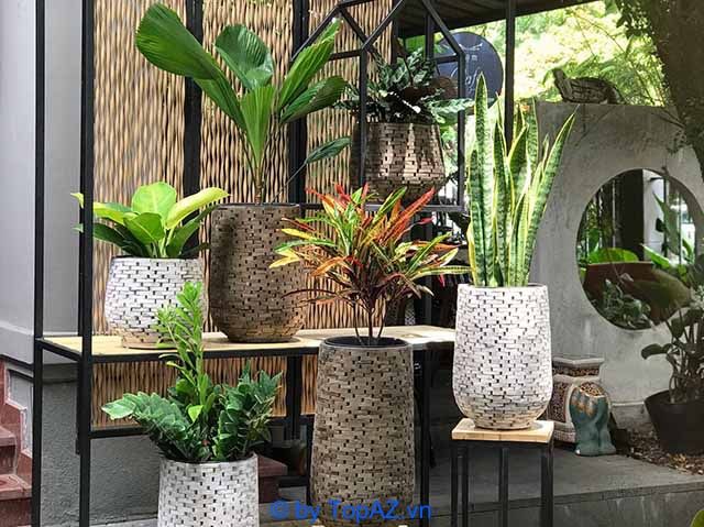 vườn ươm cây cảnh phong phú và đa dạng